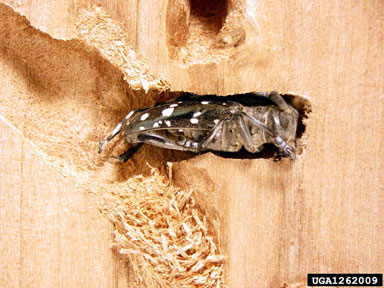 An Asian longhorned beetle adult bores through wood, seen from the side.