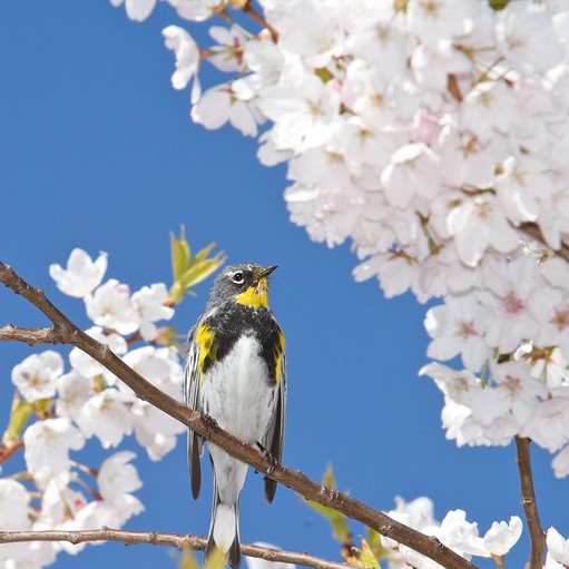 Yellow-rumped warbler in a tree with flowers 