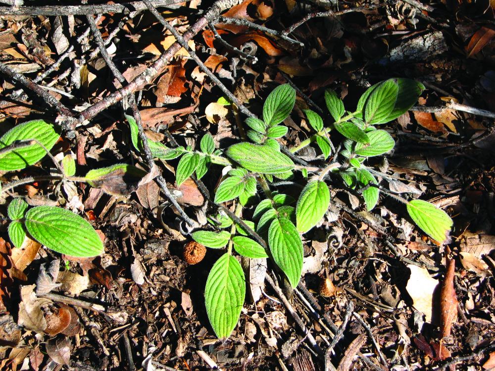 Green leaves on a plant