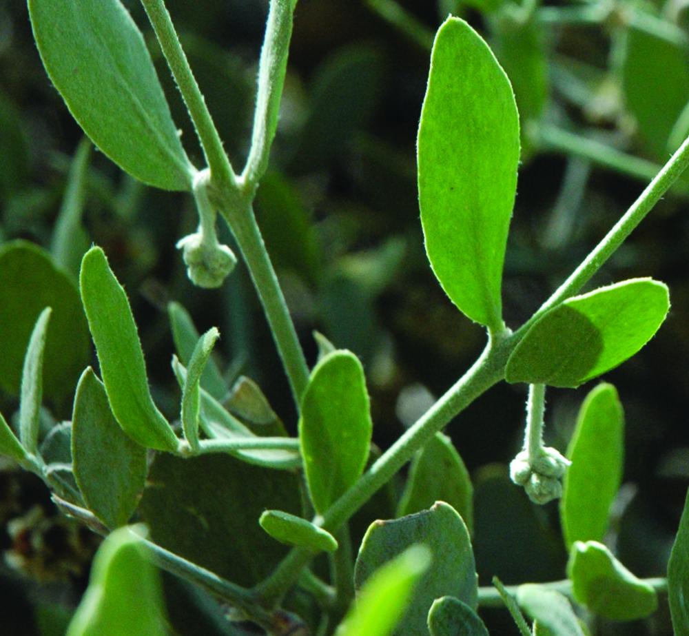 Jojoba with flower buds