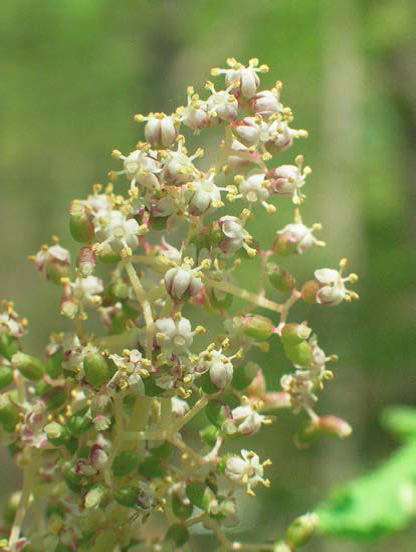 Elderberry flowers and fruits