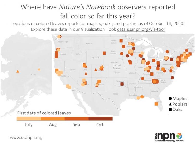 Seasonal story on fall leaf color in 2020