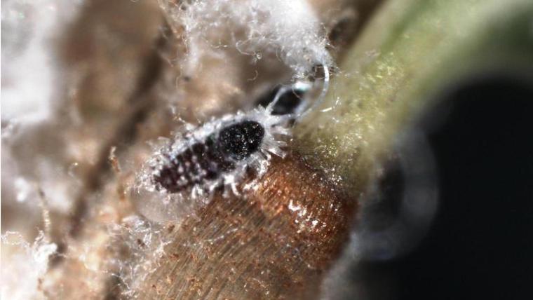 hemlock woolly adelgid