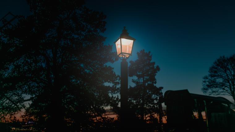 Trees under streetlight