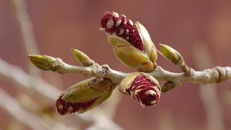 Populus fremontii catkins