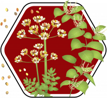 Pesky Plant Trackers campaign badge with wild parsnip and knotweed on a stop sign