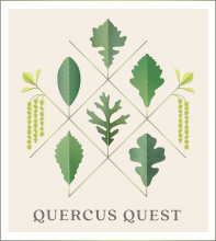Quercus Quest Campaign logo