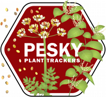 Pesky Plant Trackers campaign logo with wild parsnip and knotweed on stop sign