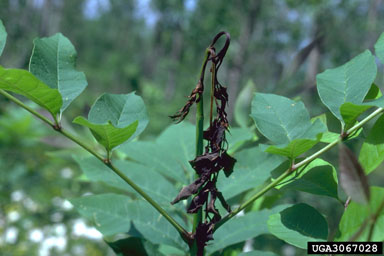 Blackened leaves show damage by lilac borer to the terminal bud of a lilac plant.