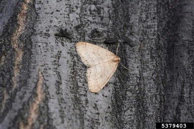 A winter moth adult is shown (a light colored moth) on dark bark.