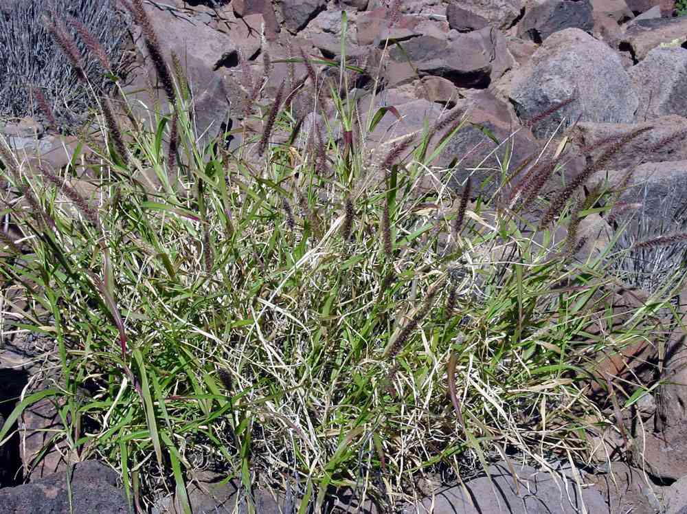 A close up of a buffelgrass, showing green stems and flower heads.