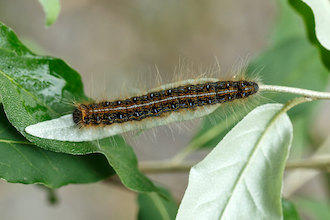 A single eastern tent caterpillar walks on a thin leaf.