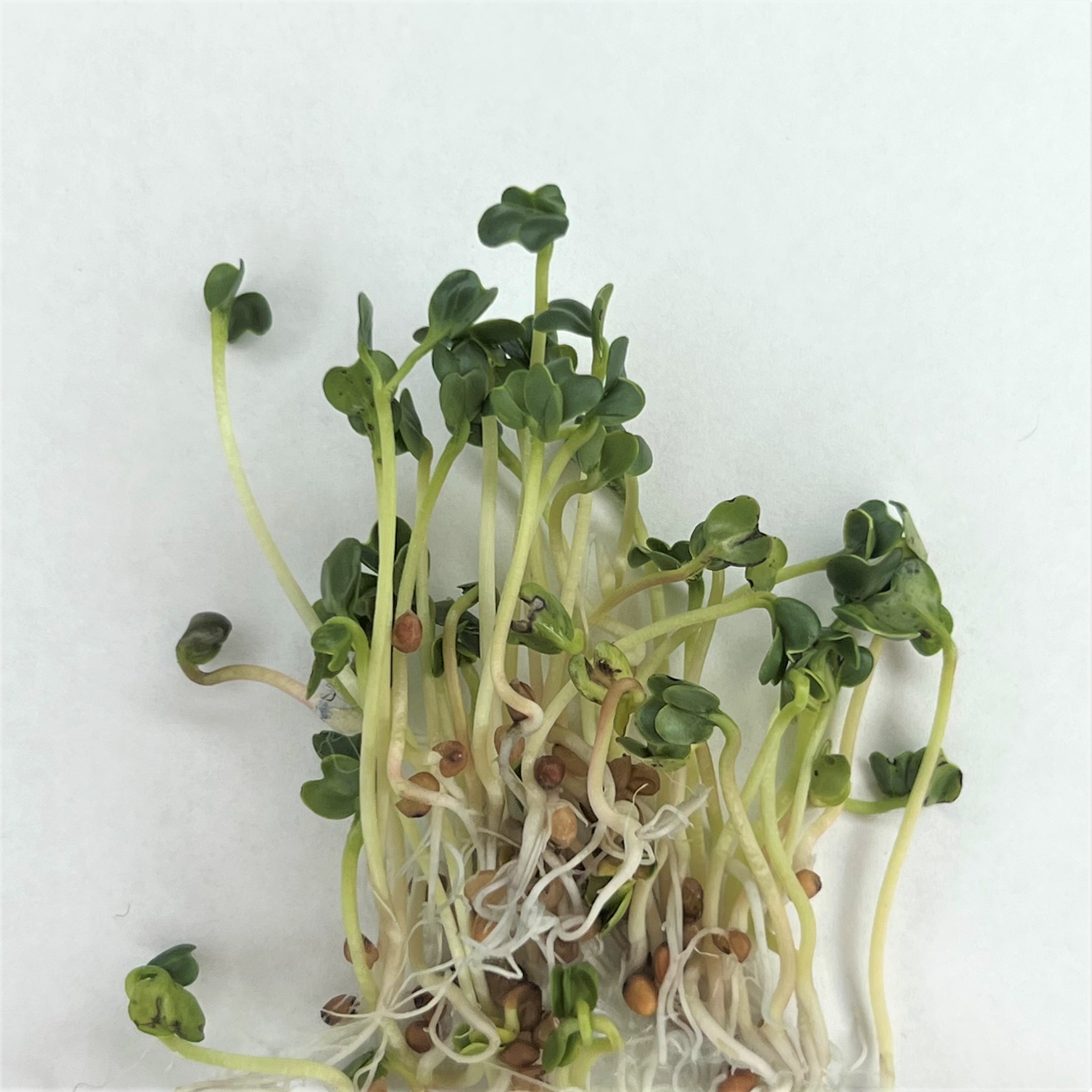 Radish Sprouts 