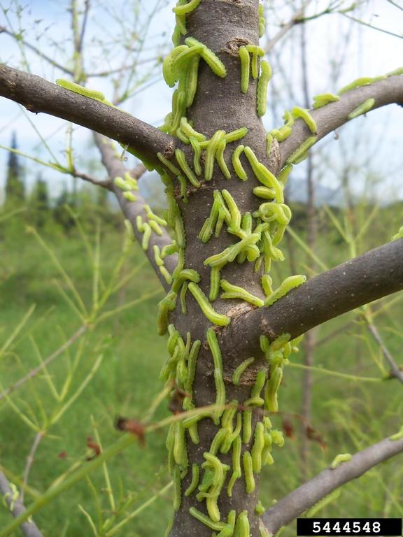 Many green winter moth caterpillars are shown on the trunk and branches of a small tree.