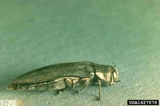 A bronze birch borer, is shown on the surface of a leaf.